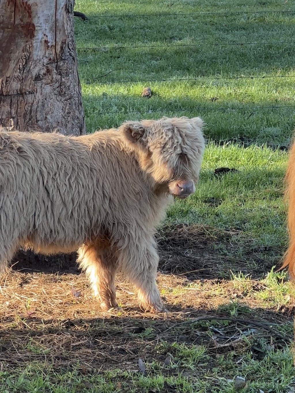 Yangs farm | 308 Steels Creek Rd, Yarra Glen VIC 3775, Australia | Phone: 0420 469 979