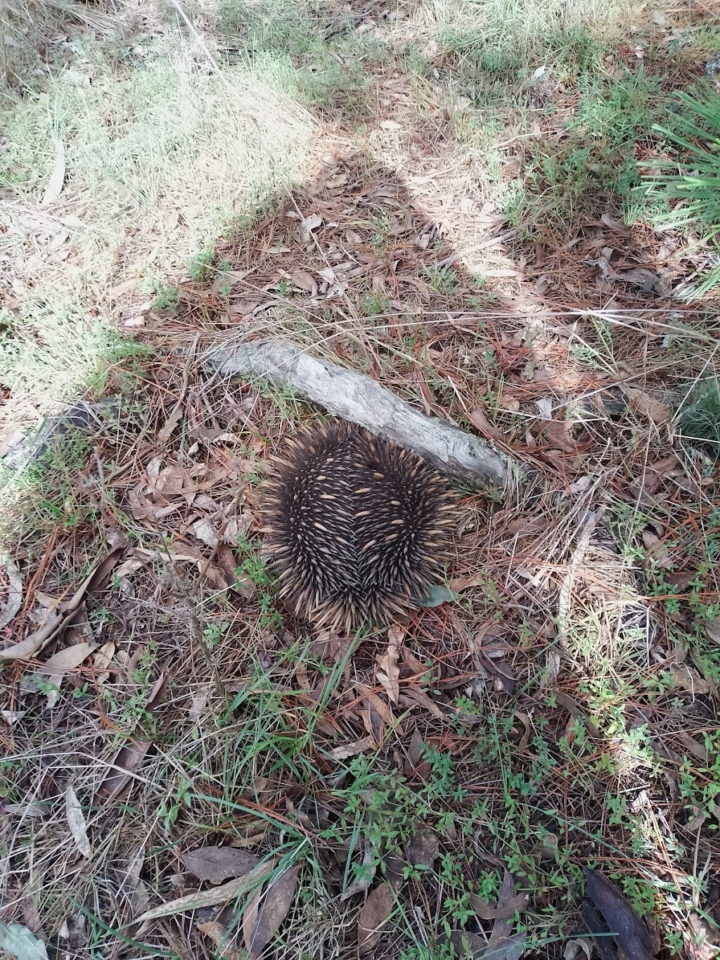 Lidsdale State Forest | Great Western Hwy, Wallerawang NSW 2845, Australia | Phone: 1300 655 687 Lidsdale State Forest | Great Western Hwy, Wallerawang NSW 2845, Australia | Phone: 1300 655 687
