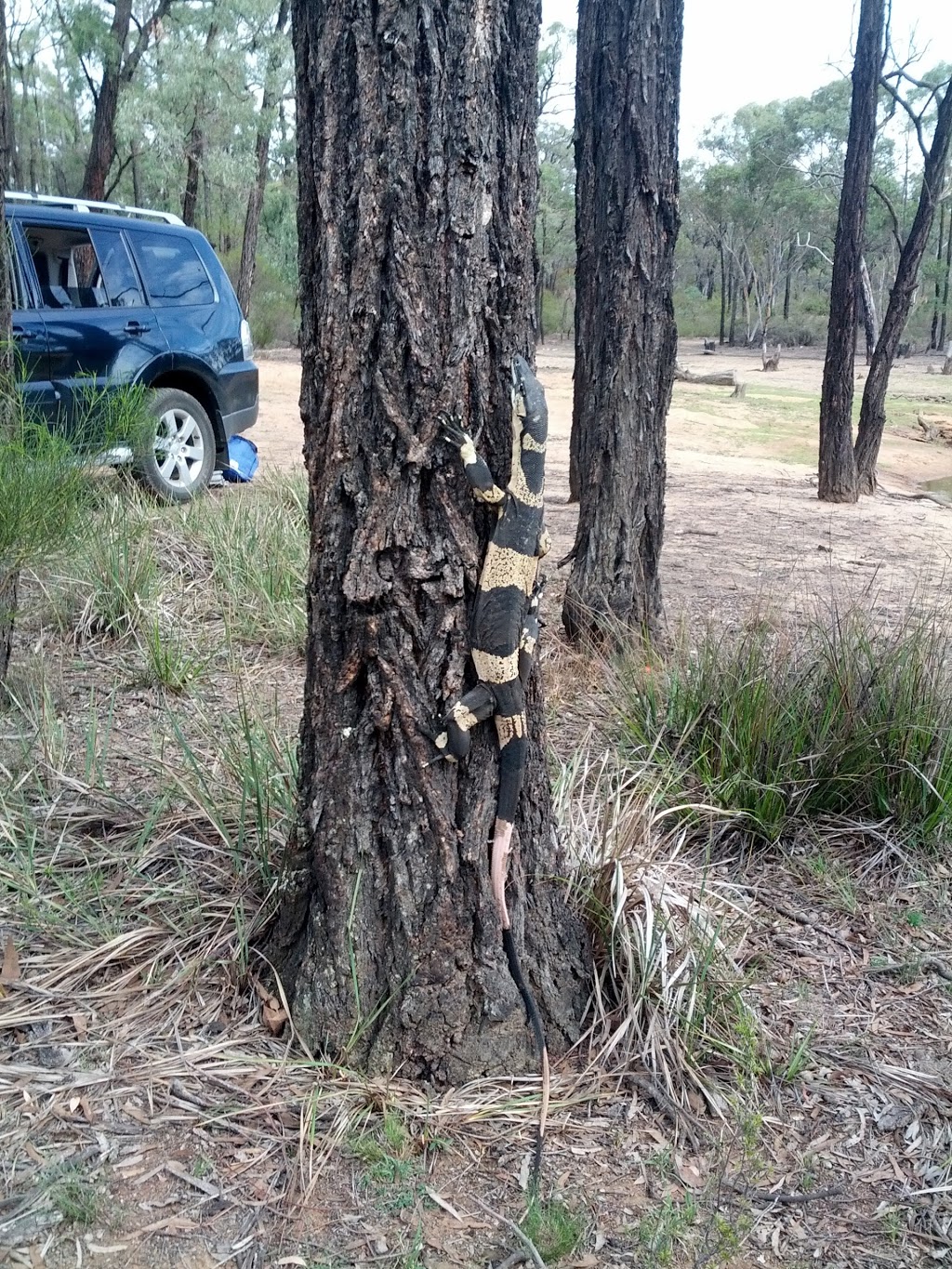 Goonoo State Forest | Goonoo Forest NSW 2830, Australia