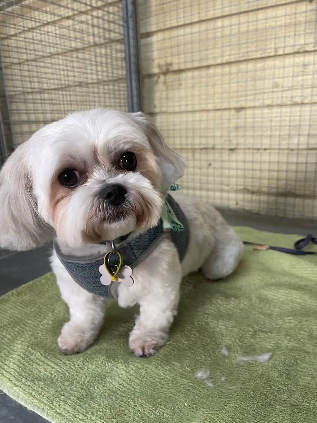 Top Dog Grooming & Wash | 185 Whitehorse Rd, Balwyn VIC 3103, Australia | Phone: 0492 975 442