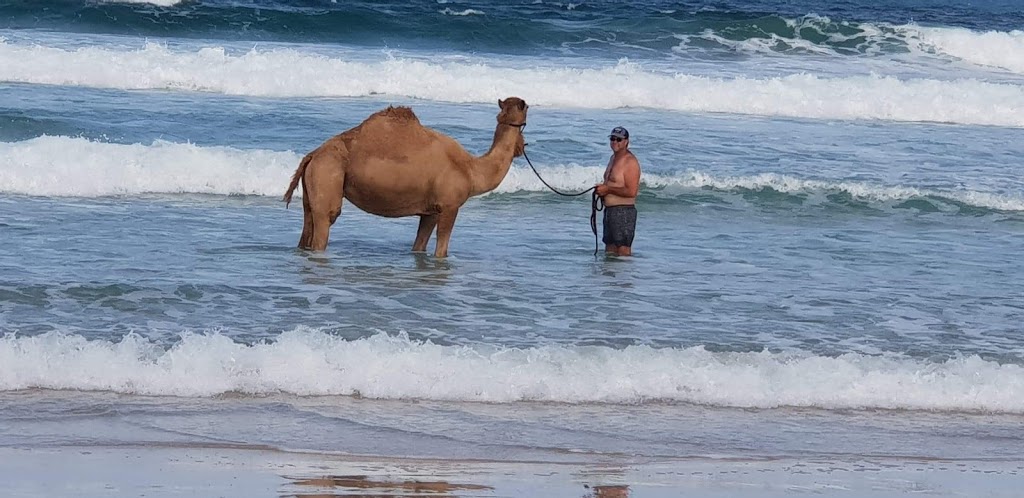 Noosa Camel Rides | 240a Wilderness Track, Noosa North Shore QLD 4570, Australia | Phone: 0407 631 682