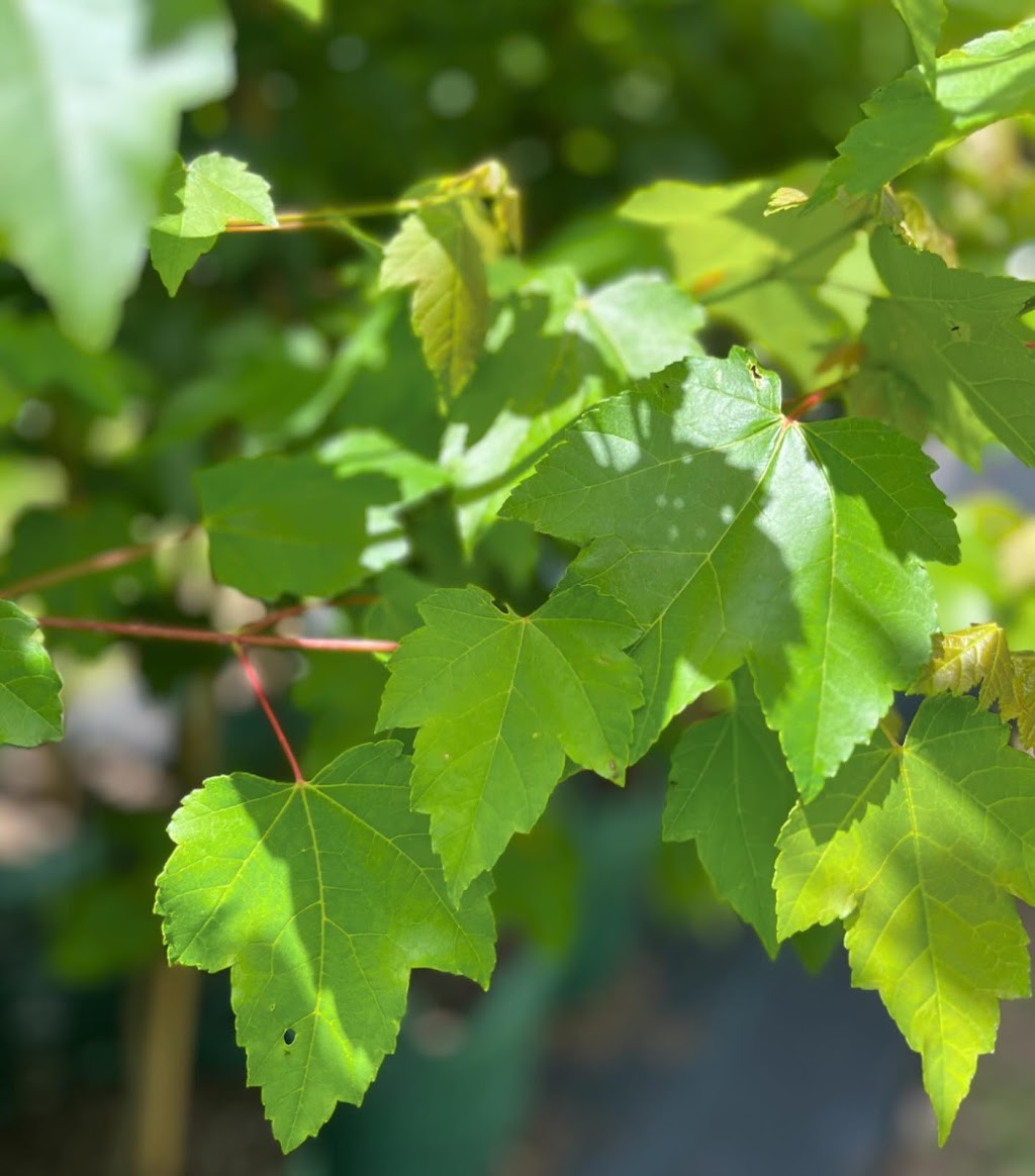 Winwood Advanced Trees | Winwood Advanced Trees, Gordon VIC 3345, Australia | Phone: 0423 336 379