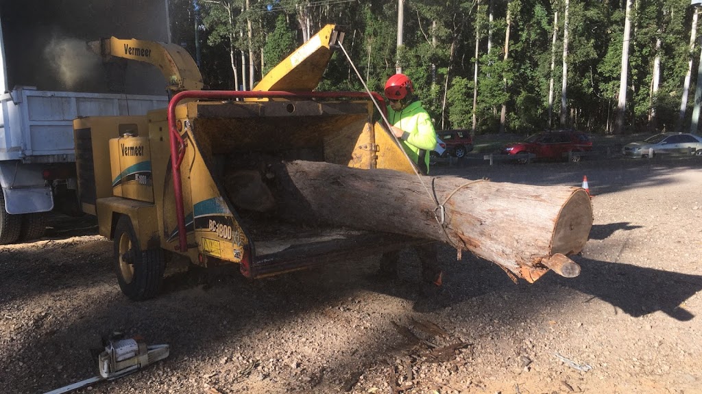 Sunshine Coast Tree Works | 991 Eumundi Noosa Rd, Doonan QLD 4562, Australia | Phone: 0431 586 371