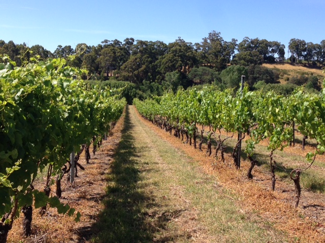 Elsewhere Vineyard |  | 584 Silver Hill Rd, Glaziers Bay TAS 7109, Australia | 0401975195 OR +61 401 975 195