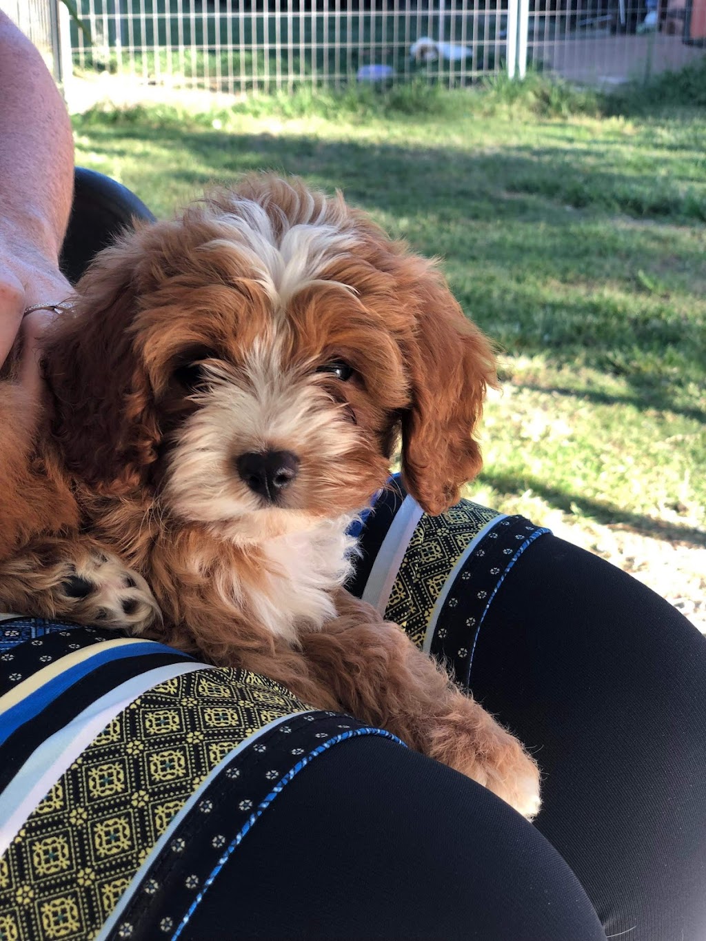 Serenity Bay Puppies | Main Green Swamp Rd N, Churchable QLD 4311, Australia | Phone: 0421 823 422