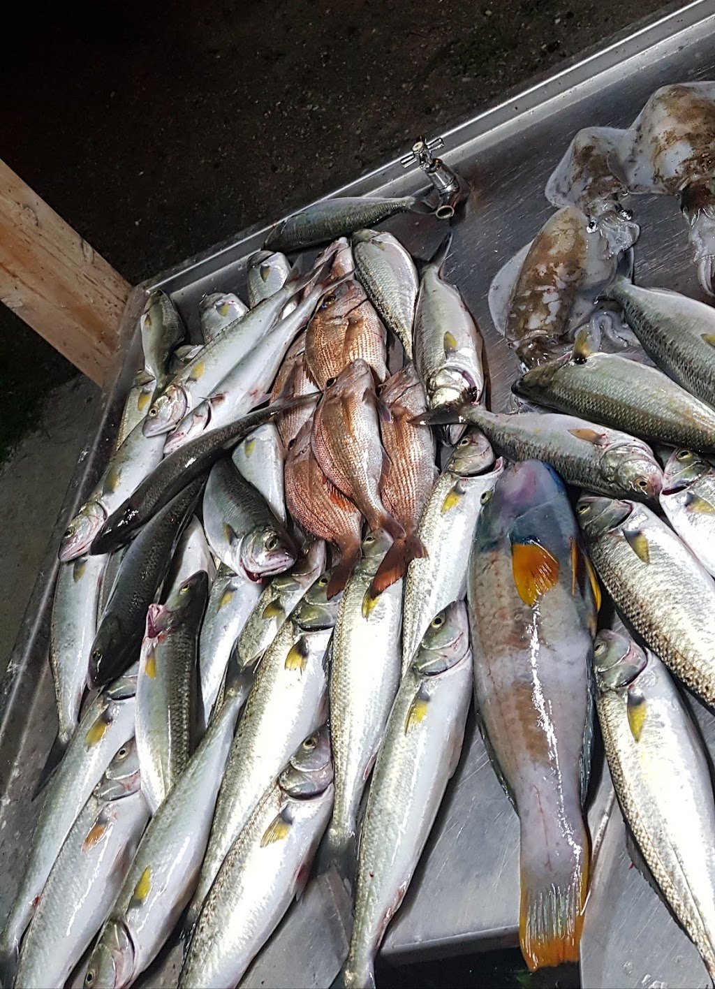 Twilight Fishing Charters |  | 34 The Strand, Williamstown VIC 3016, Australia | 0484189980 OR +61 484 189 980
