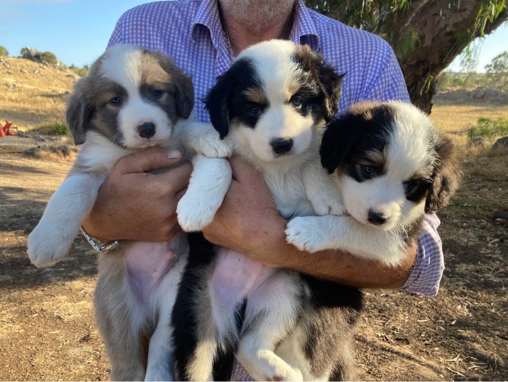 Lartunga Hollow Australian White Sheep Stud | 181 Moss Smith Rd, Eden Valley SA 5235, Australia | Phone: 0447 014 944