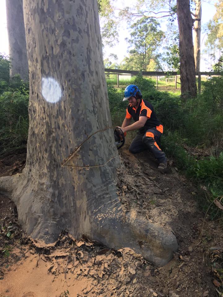 Ability Tree Service | 23 Wards Rd, Darawank NSW 2428, Australia | Phone: 0403 316 576