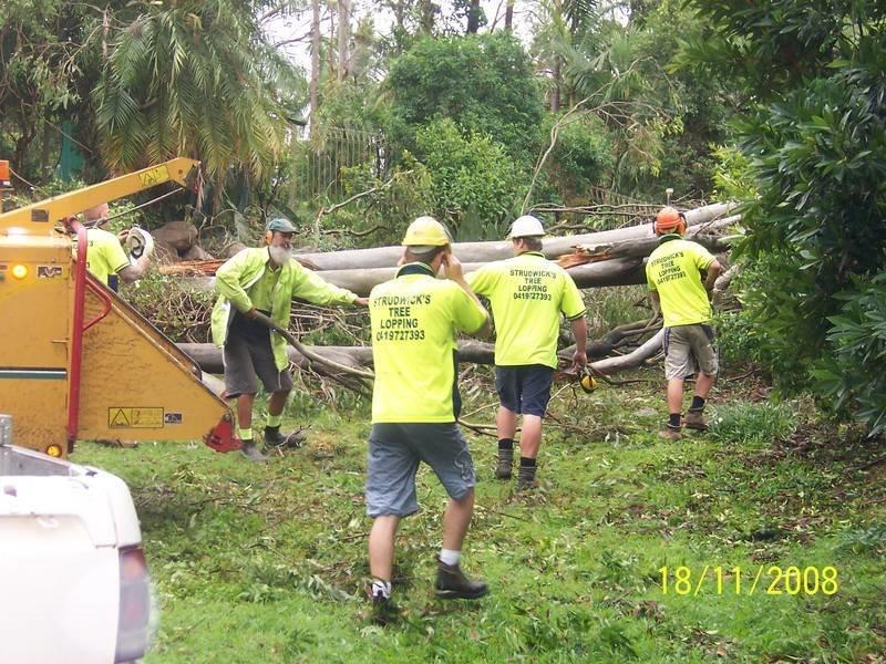 Strudwicks Tree Lopping | 9 Plumbs Rd, Tanah Merah QLD 4128, Australia | Phone: 0419 727 393