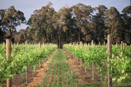 Cape Grace Wines | tourist attraction | 281 Fifty One Rd, Cowaramup WA 6284, Australia | 0897555669 OR +61 8 9755 5669