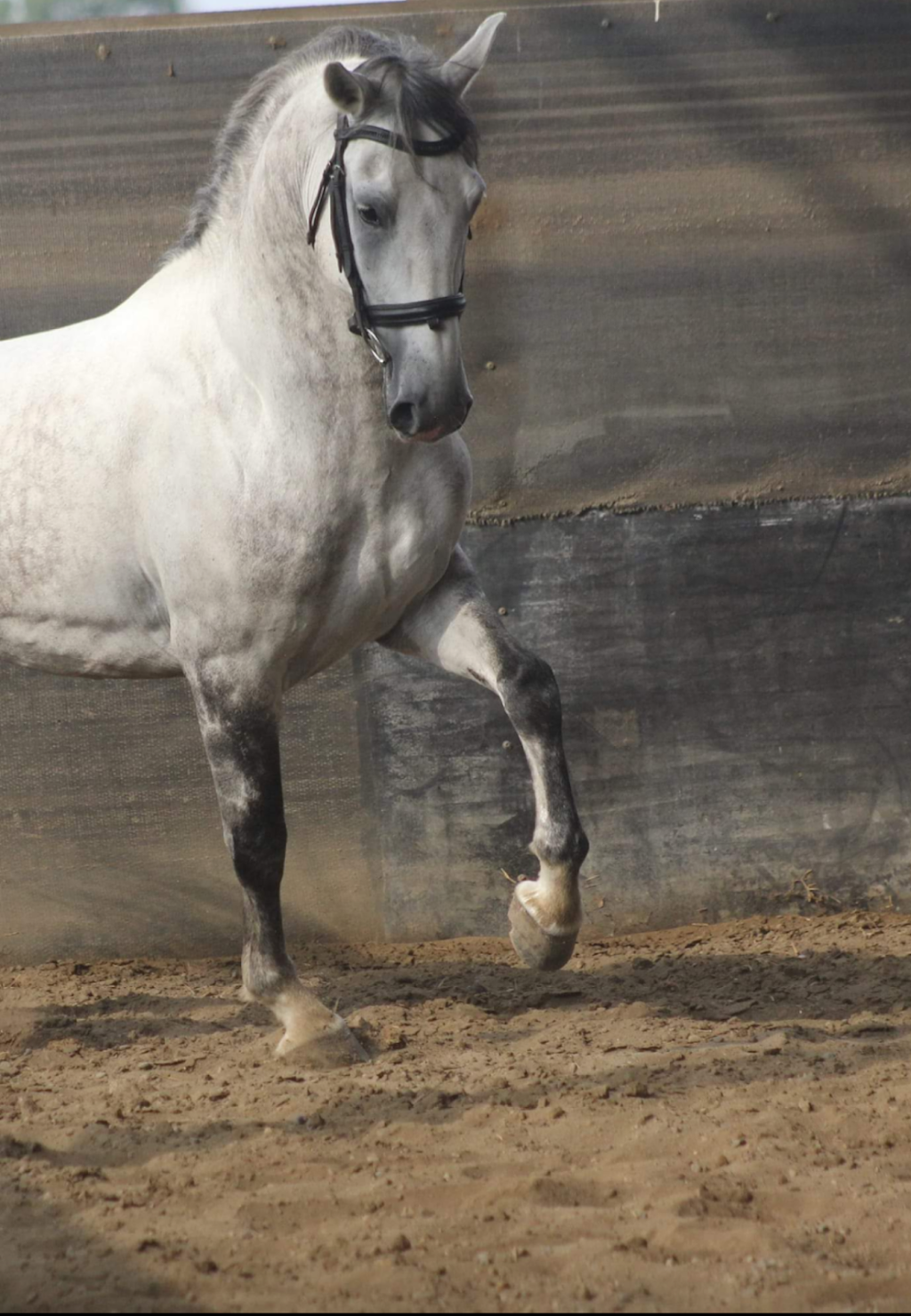 Macleay Equestrian Centre | 15 Feltons Lane, Hampden Hall NSW 2440, Australia | Phone: 0410 810 702