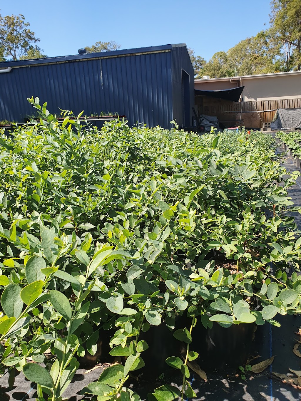 Alpine Blueberries | 173 Beaudesert Nerang Rd, Nerang QLD 4211, Australia | Phone: 0433 139 289