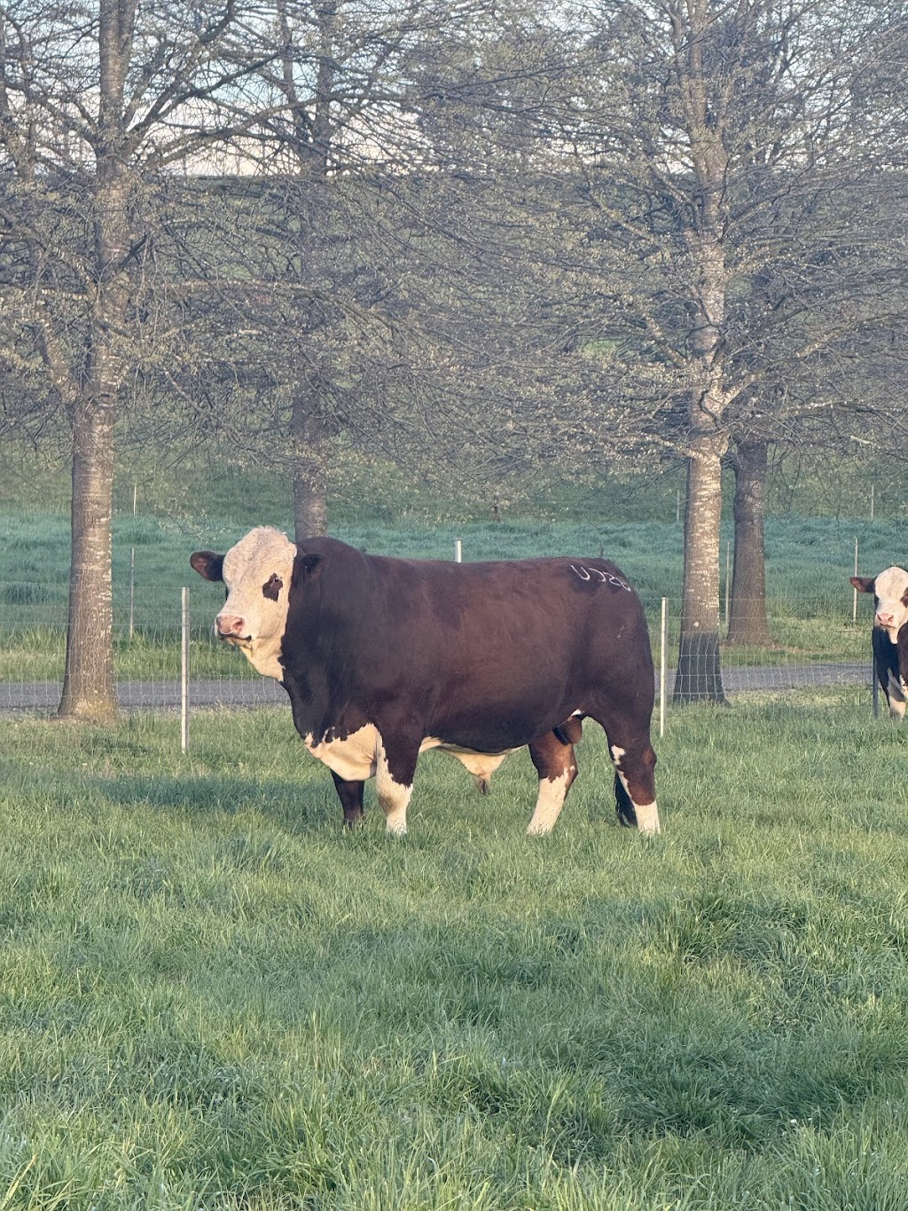 Hartfield Simmental | 12211 Hume Hwy, Sutton Forest NSW 2577, Australia | Phone: 0424 426 224