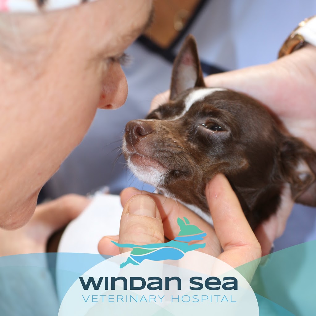 WindanSea Veterinary Hospital Forster | 112 MacIntosh St, Forster NSW 2428, Australia | Phone: (02) 6555 2275