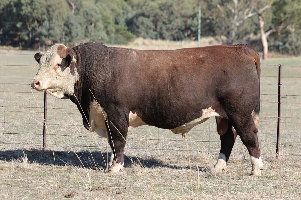 Tarwin Poll Herefords | food | 200 Parrys Rd, Meeniyan VIC 3956, Australia | 0429800756 OR +61 429 800 756