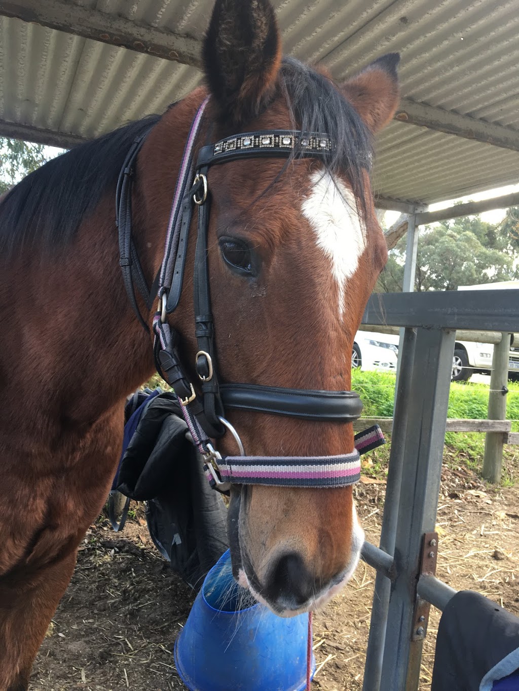 Centura Riding School | 48 Franklin Rd, Jandabup WA 6077, Australia | Phone: 0400 233 621