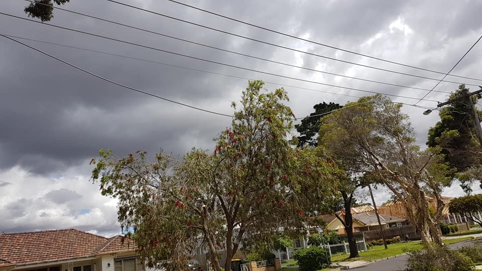 Active Tree Services Pty Ltd | 7/53 Jersey Rd, Bayswater VIC 3153, Australia | Phone: (03) 8873 3100