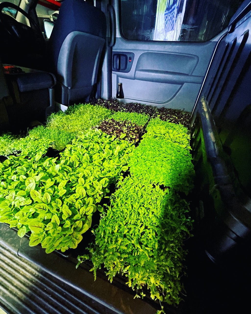 Amberly Microgreens | 325 Kambah Pool Rd, Australian Capital Territory 2902, Australia | Phone: 0401 639 408