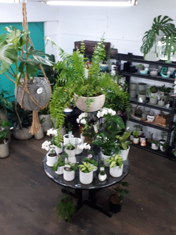 The Conservatory Bentleigh | store | 171 Jasper Rd, Bentleigh VIC 3204, Australia | 0395575702 OR +61 3 9557 5702