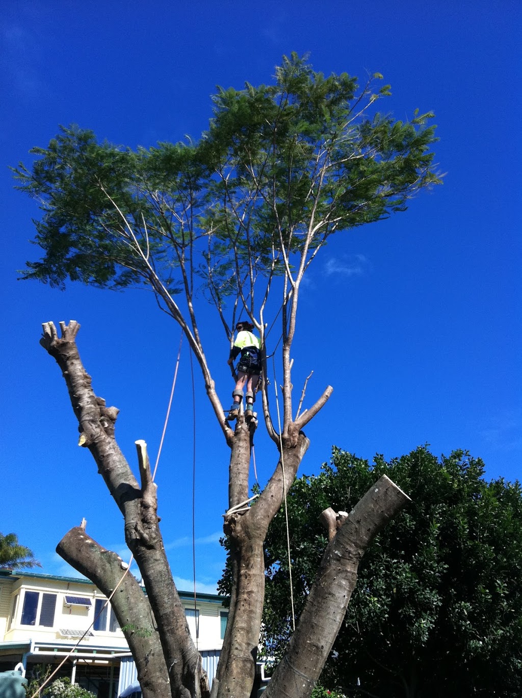 Trees Palms and Stumps | 392 Mount Cotton Rd, Capalaba QLD 4157, Australia | Phone: 0409 621 863