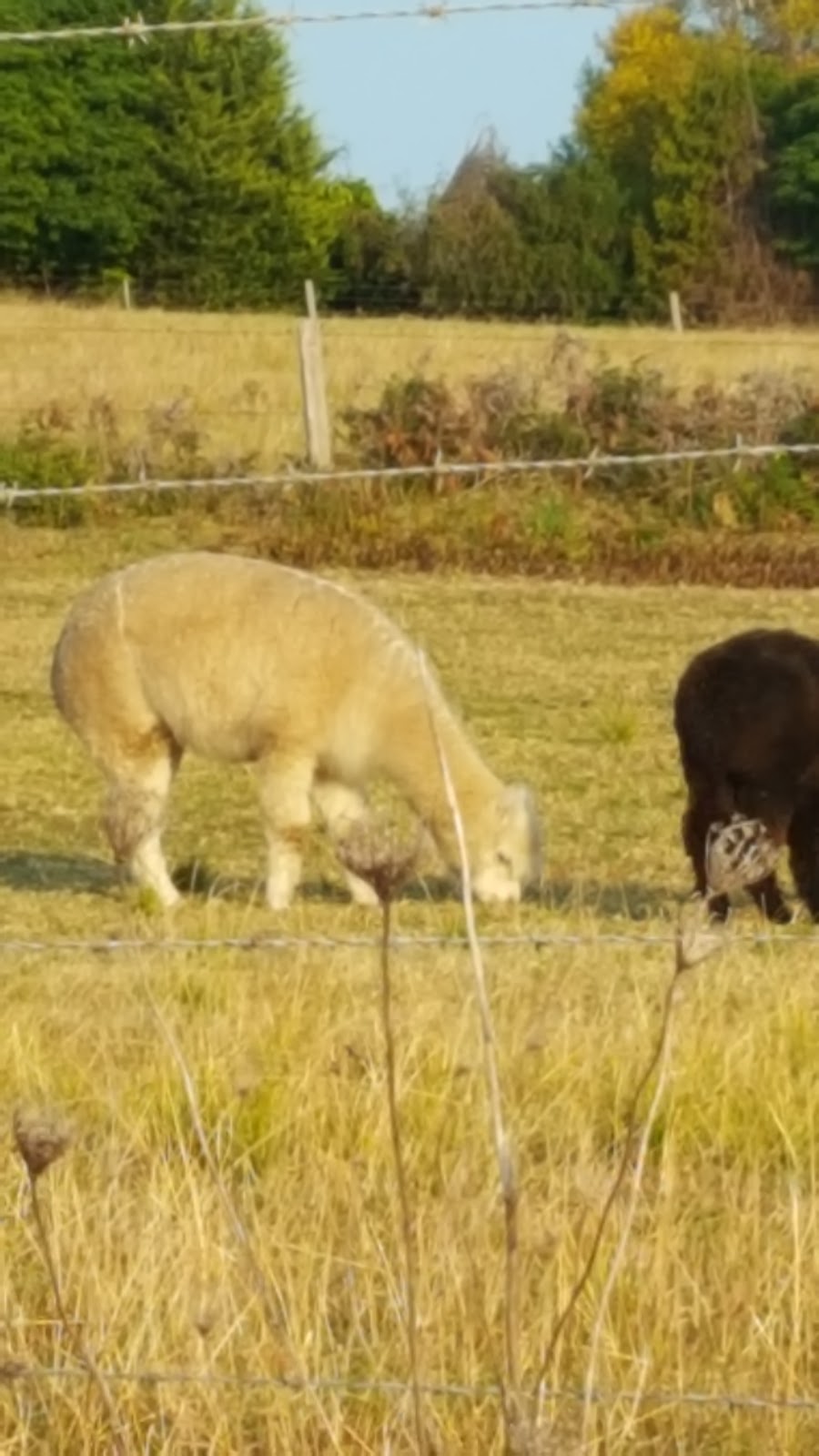 Catweazel Alpacas | food | 4070 Princes Hwy, Coila NSW 2537, Australia | 0423901510 OR +61 423 901 510