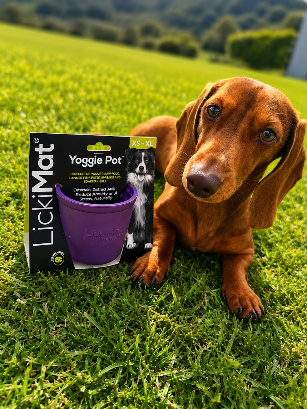 Glenthorne Paw Packs | Glen Martin Rd, Glen Martin NSW 2321, Australia | Phone: 0423 224 346