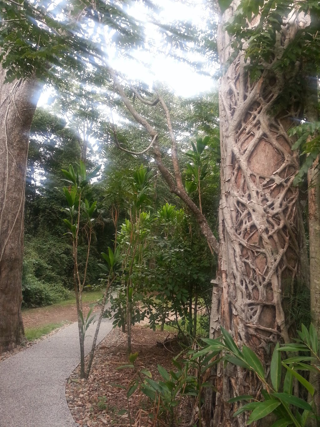 Eungella National Park-Broken River Section | park | Broken River QLD 4757, Australia