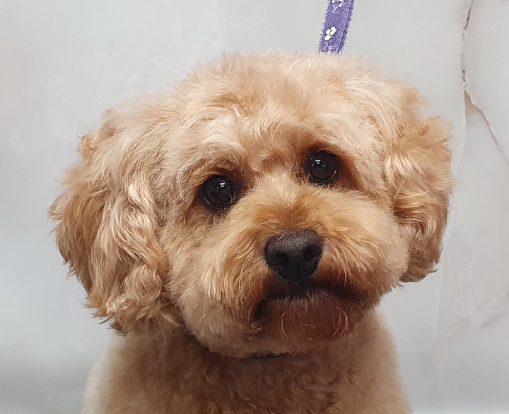 Rysup Dog Grooming | 10 Campbell St, Ellalong NSW 2325, Australia | Phone: 0425 807 519
