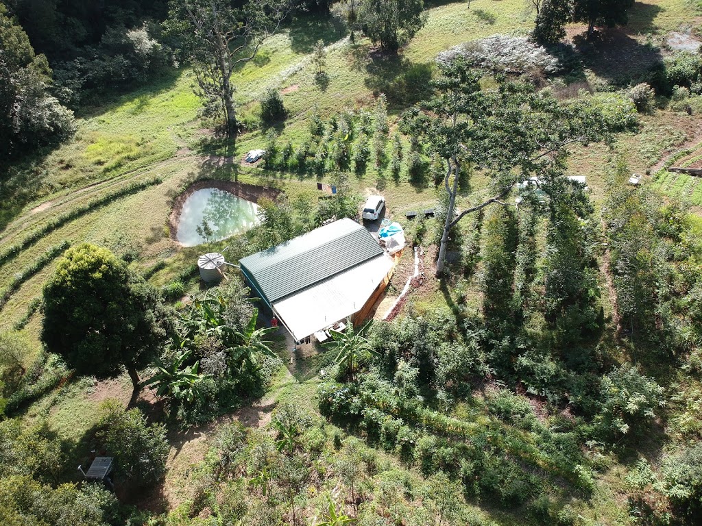 Syntropic Gardener | 128 Bonnydoon Rd, Uki NSW 2484, Australia | Phone: 0431 394 756