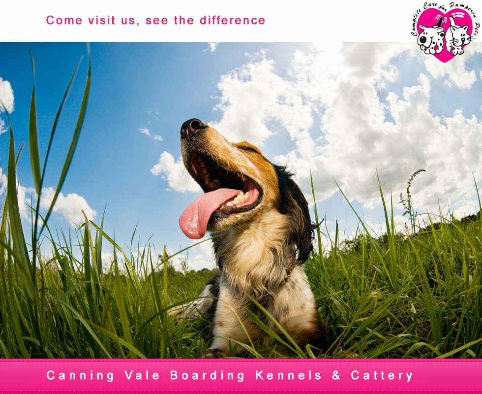 Canning Vale Boarding Kennels & Cattery | veterinary care | 4 Crufts Way, Canning Vale WA 6155, Australia | 0894551298 OR +61 8 9455 1298