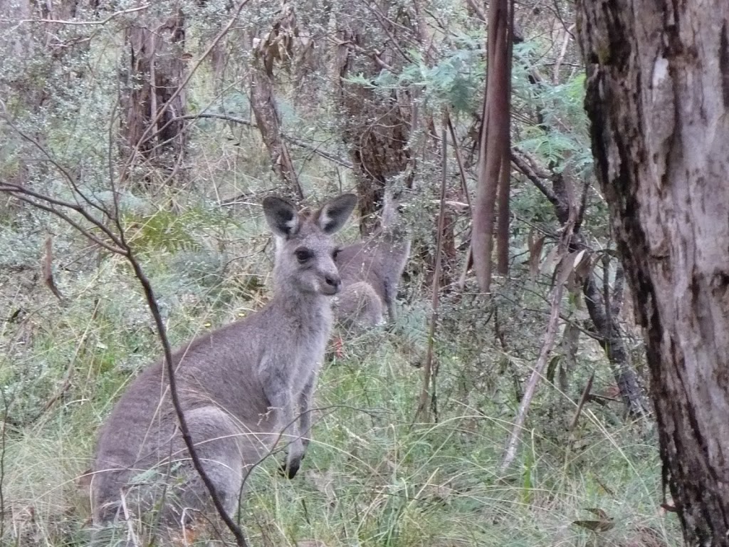 Native Dog campground | campground | Warrigal Track, Ebor NSW 2453, Australia | 0266572309 OR +61 2 6657 2309