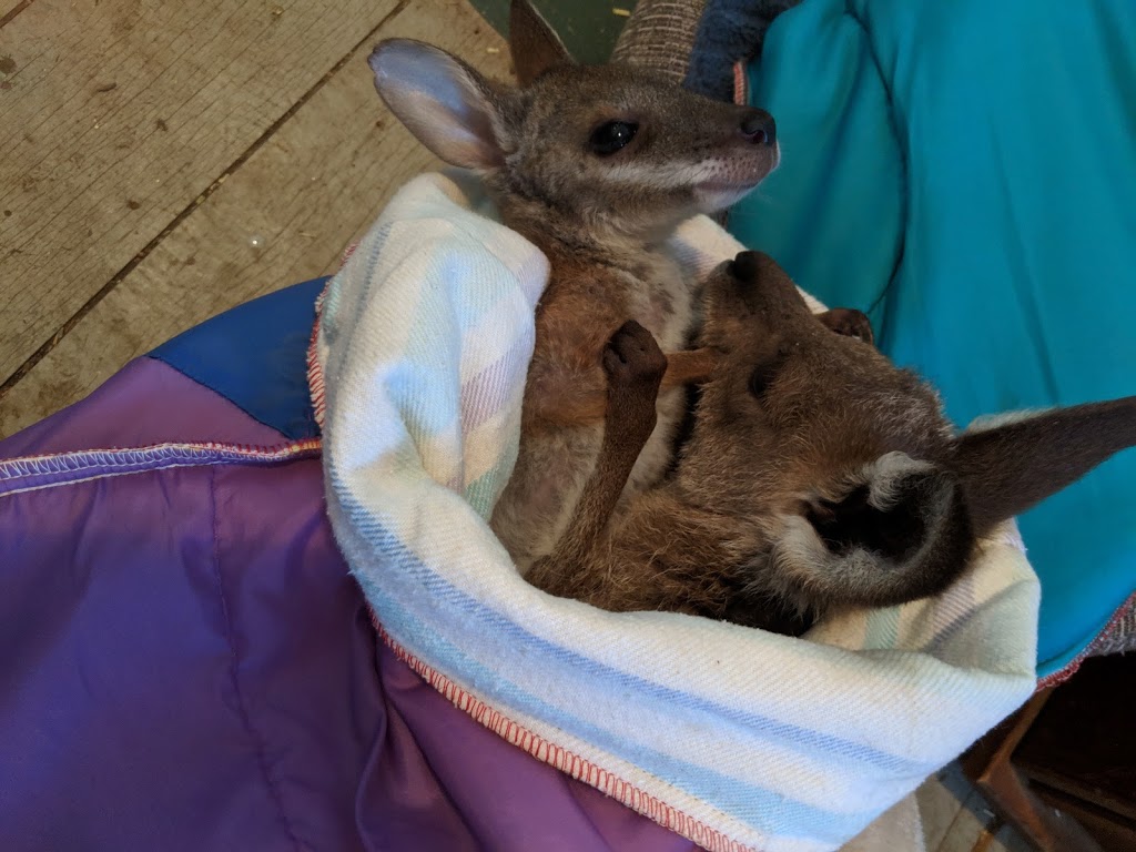 Warrego Wildlife Rescue and Education Centre |  | 17 Redford St Animal rescue drop-off at Cafe oposite Hotel, Mungallala QLD 4467, Australia | 0475095577 OR +61 475 095 577