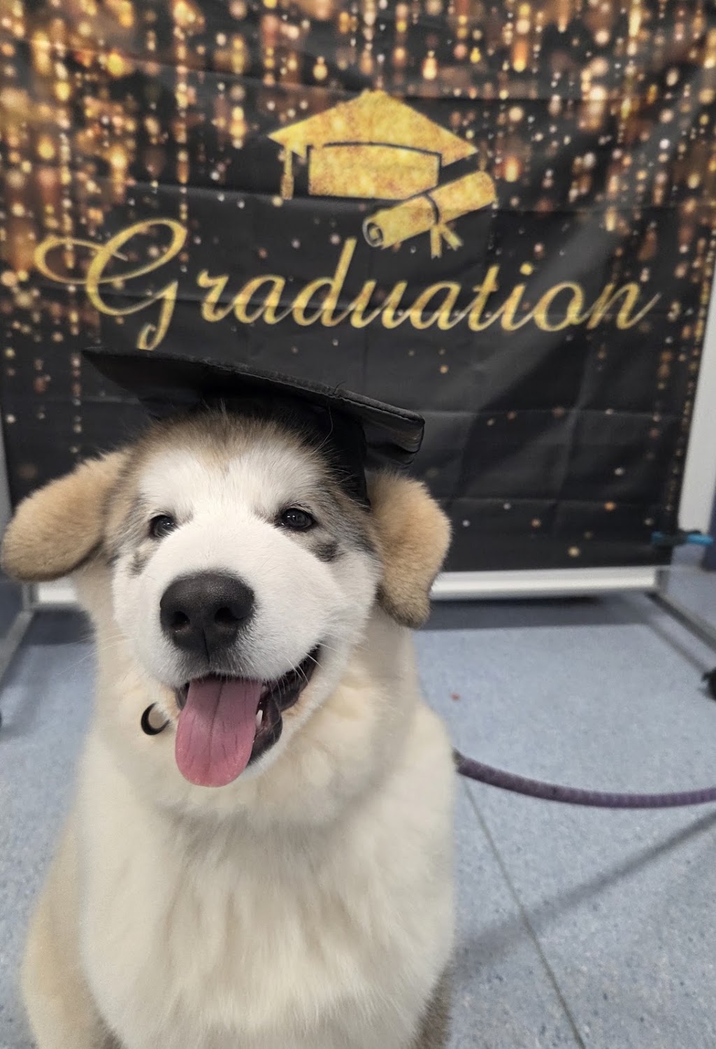 Wisdom for Wags Dog Training | 335 Princes Hwy, Bomaderry NSW 2541, Australia | Phone: 0410 498 290