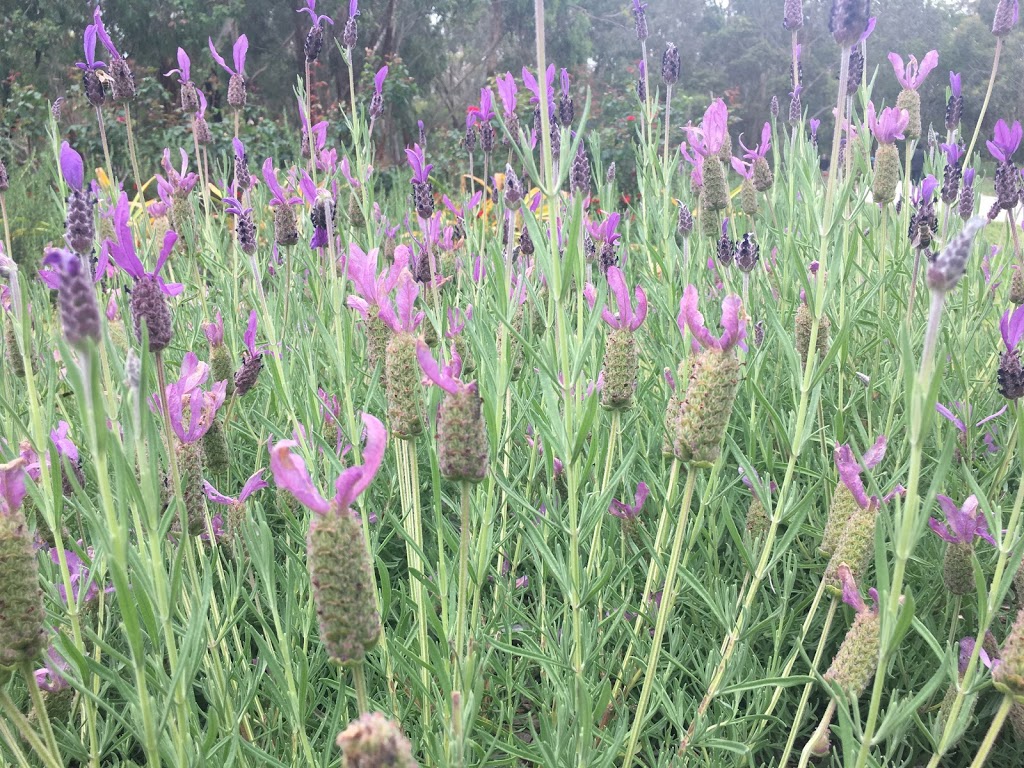 Blackburn Lake - Flowers of the past | park | 93 Central Rd, Blackburn VIC 3130, Australia