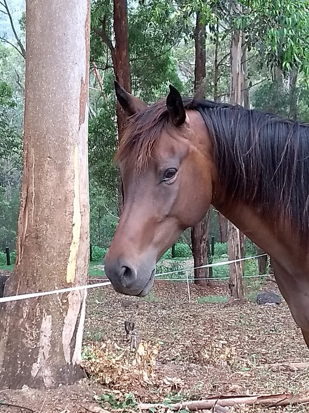 Suzanne Underwood Equine Assisted Therapy | Narrowleaf Rd, Advancetown QLD 4211, Australia | Phone: 0450 305 499
