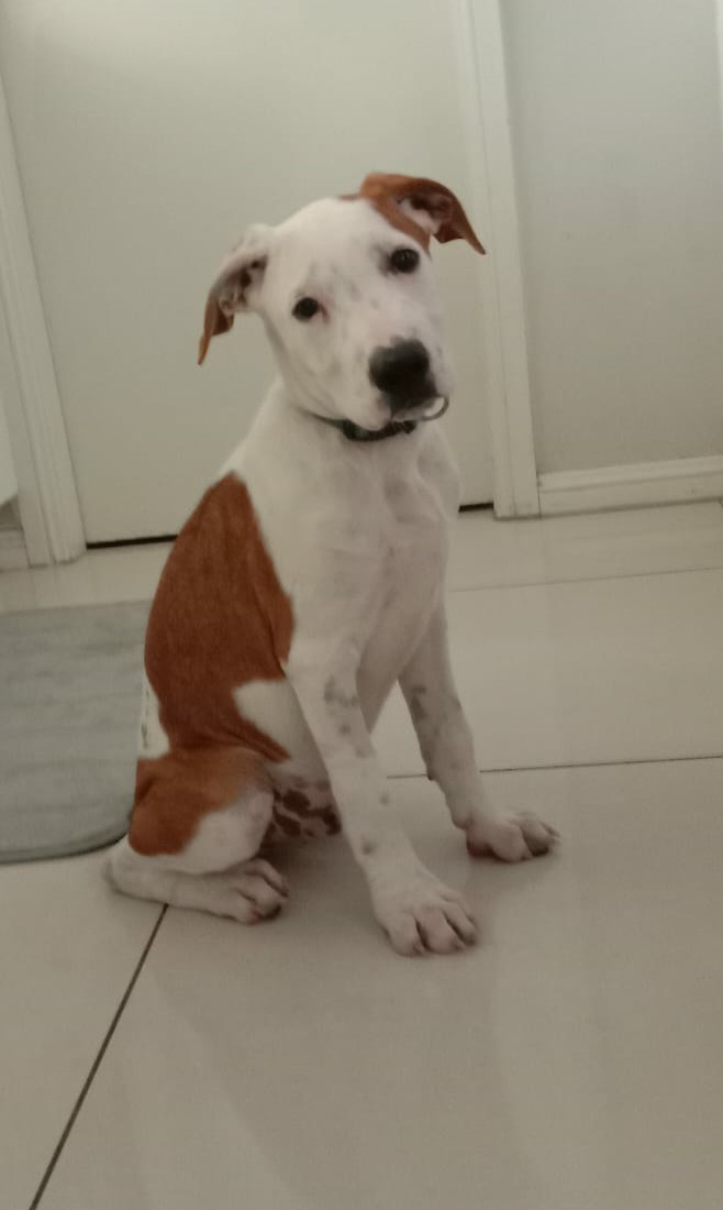 Maitland Animal Management Facility | 11 Metford Rd, East Maitland NSW 2323, Australia | Phone: 0438 742 541