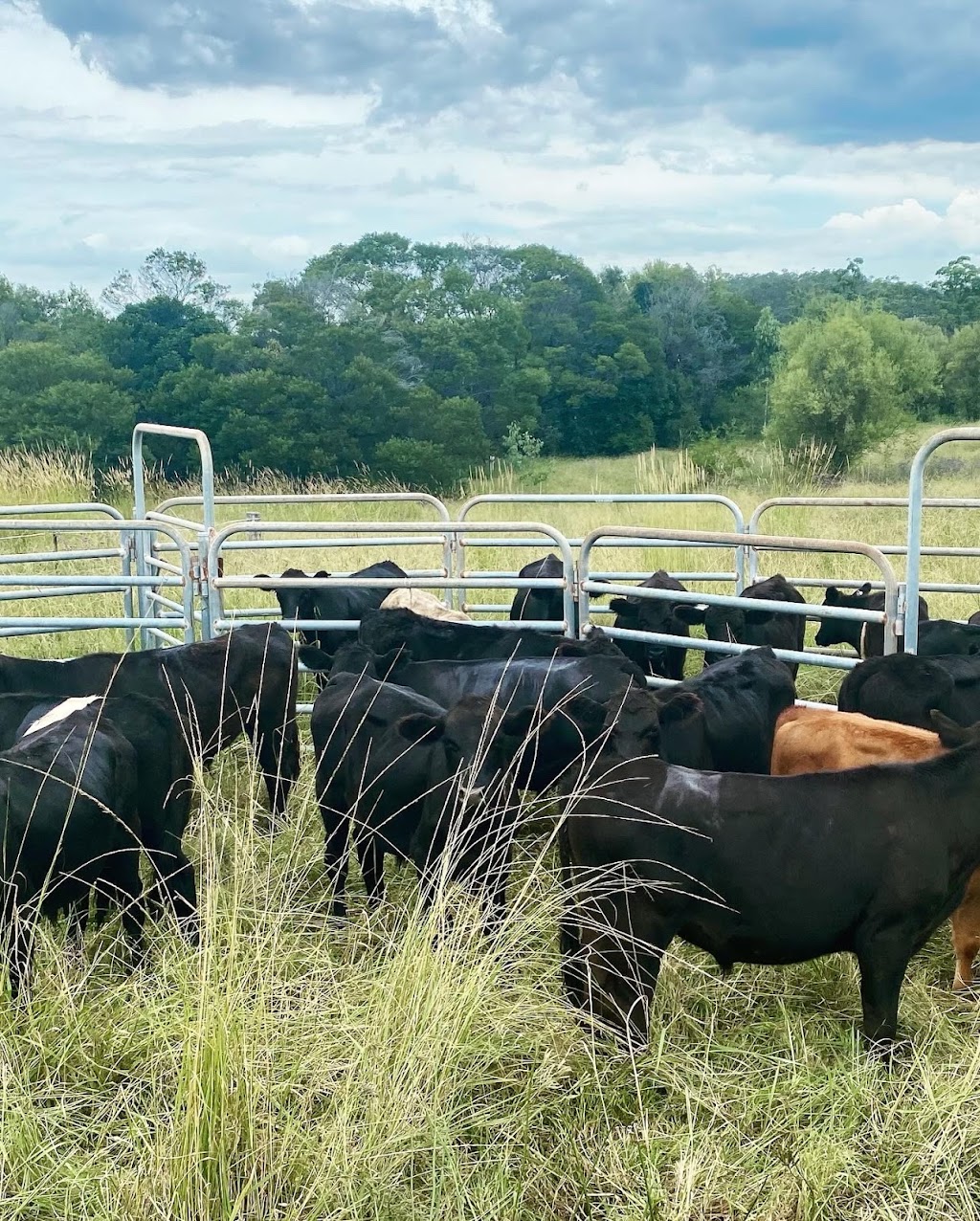 Ironbark | 114 Rileys Rd, Limeburners Creek NSW 2324, Australia | Phone: 0404 032 774