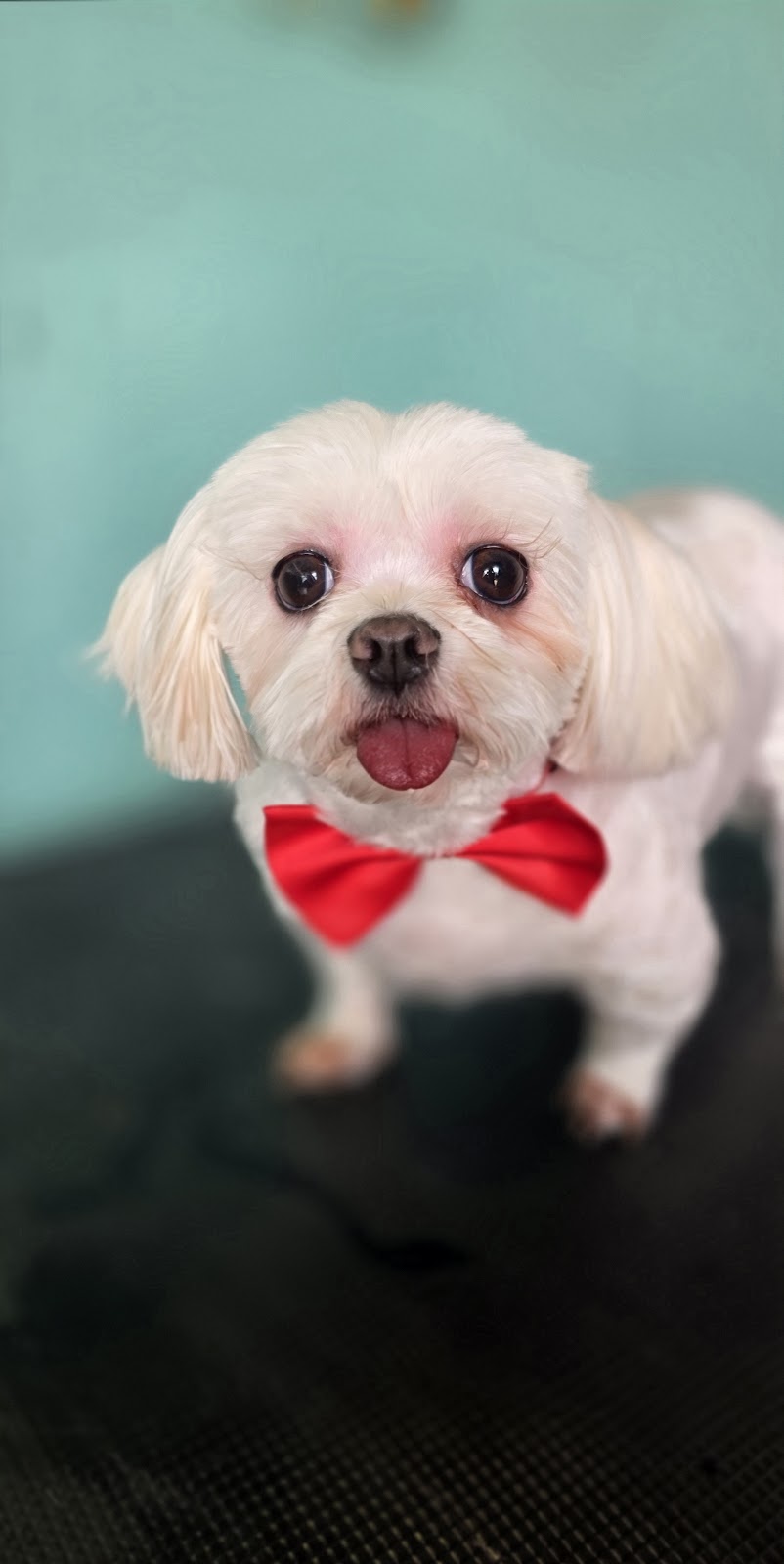 Bark & Bloom Grooming | 2 Keith Mitchell Dr, Warwick QLD 4370, Australia | Phone: 0427 786 774