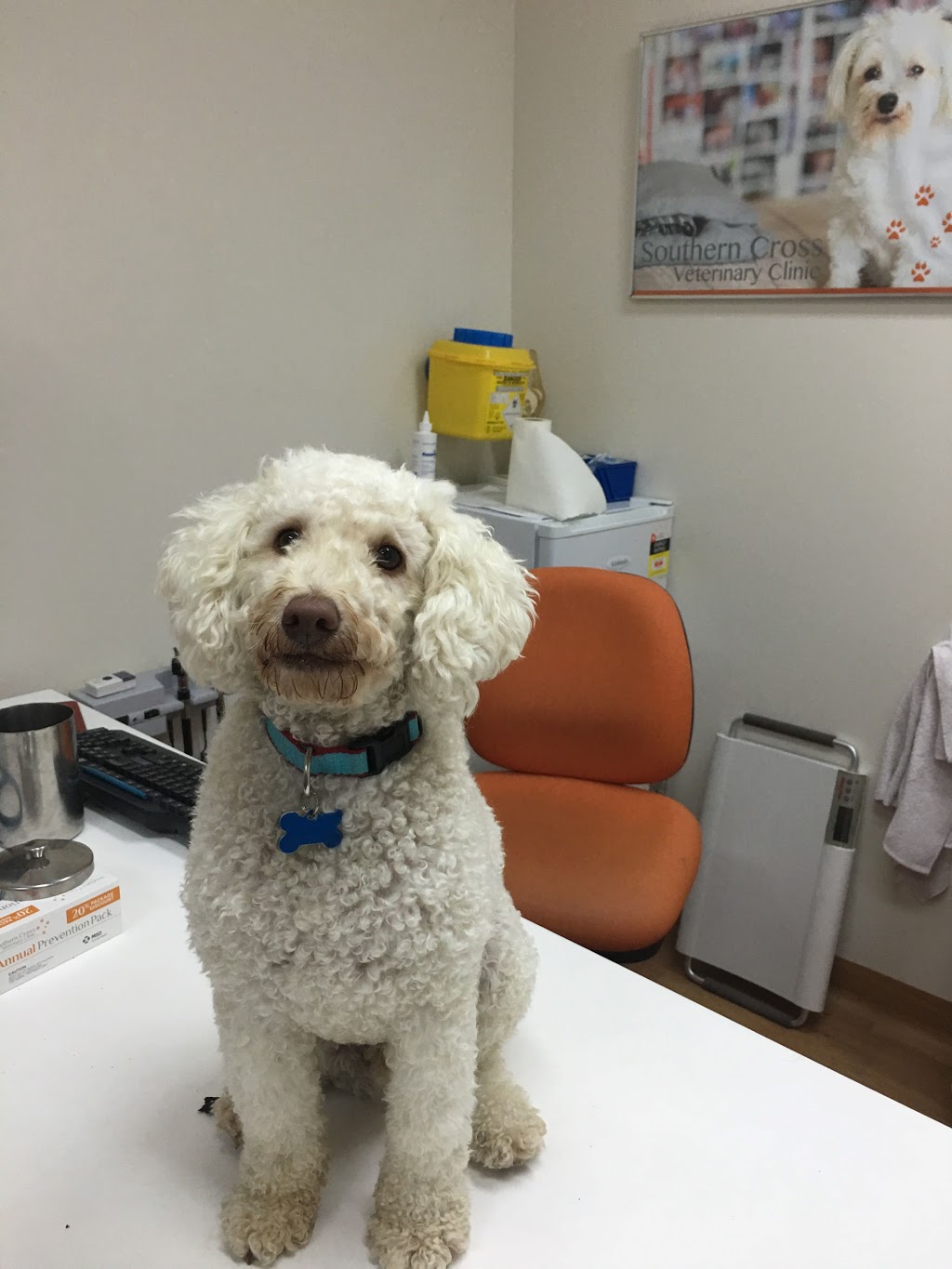Southern Cross Vet Inner West | veterinary care | 60 Princes Hwy, St Peters NSW 2044, Australia | 0295160234 OR +61 2 9516 0234