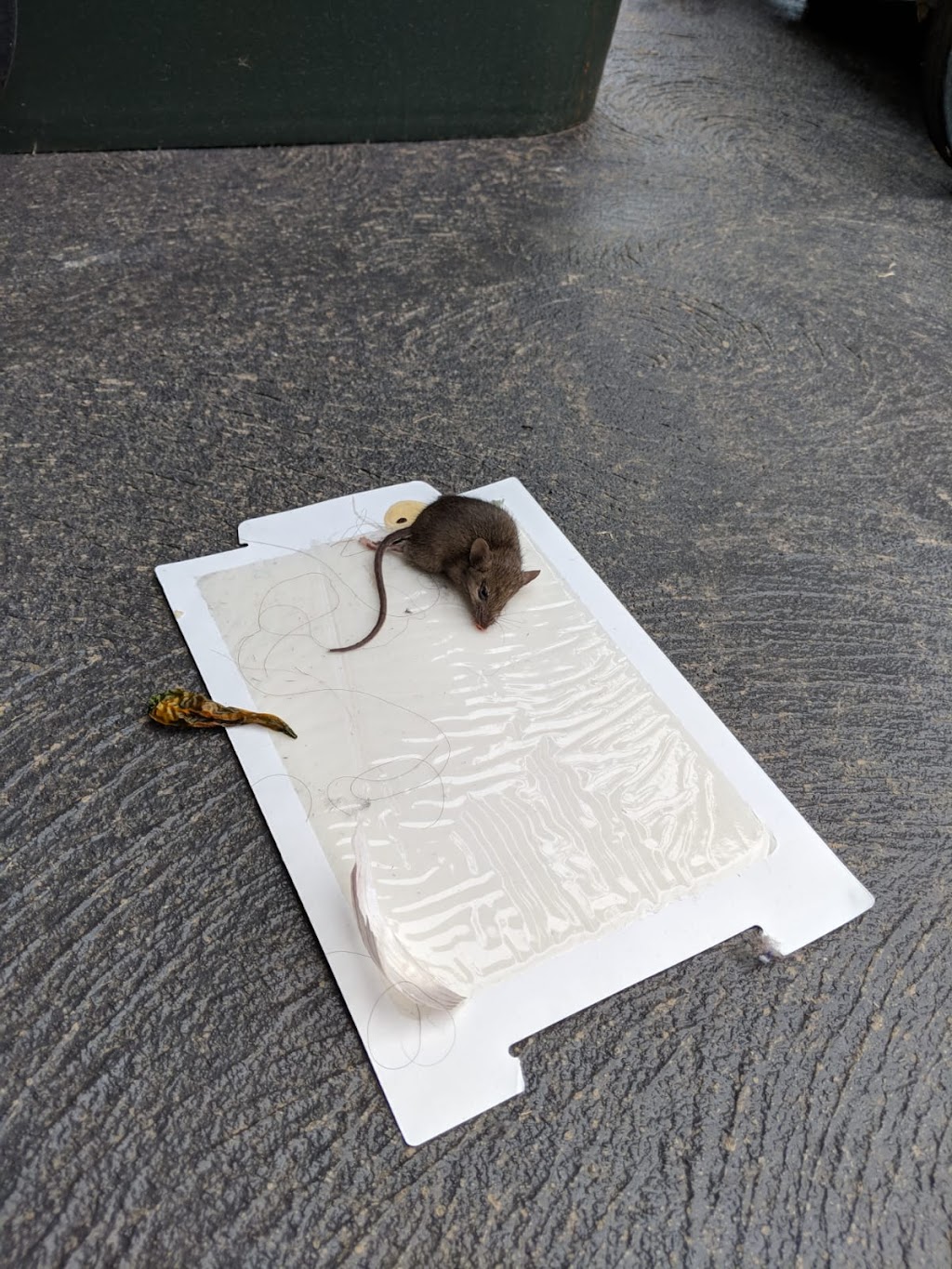 OCG Pest Control Campbelltown | 116 Waminda Ave, Campbelltown NSW 2560, Australia | Phone: (02) 9820 5534