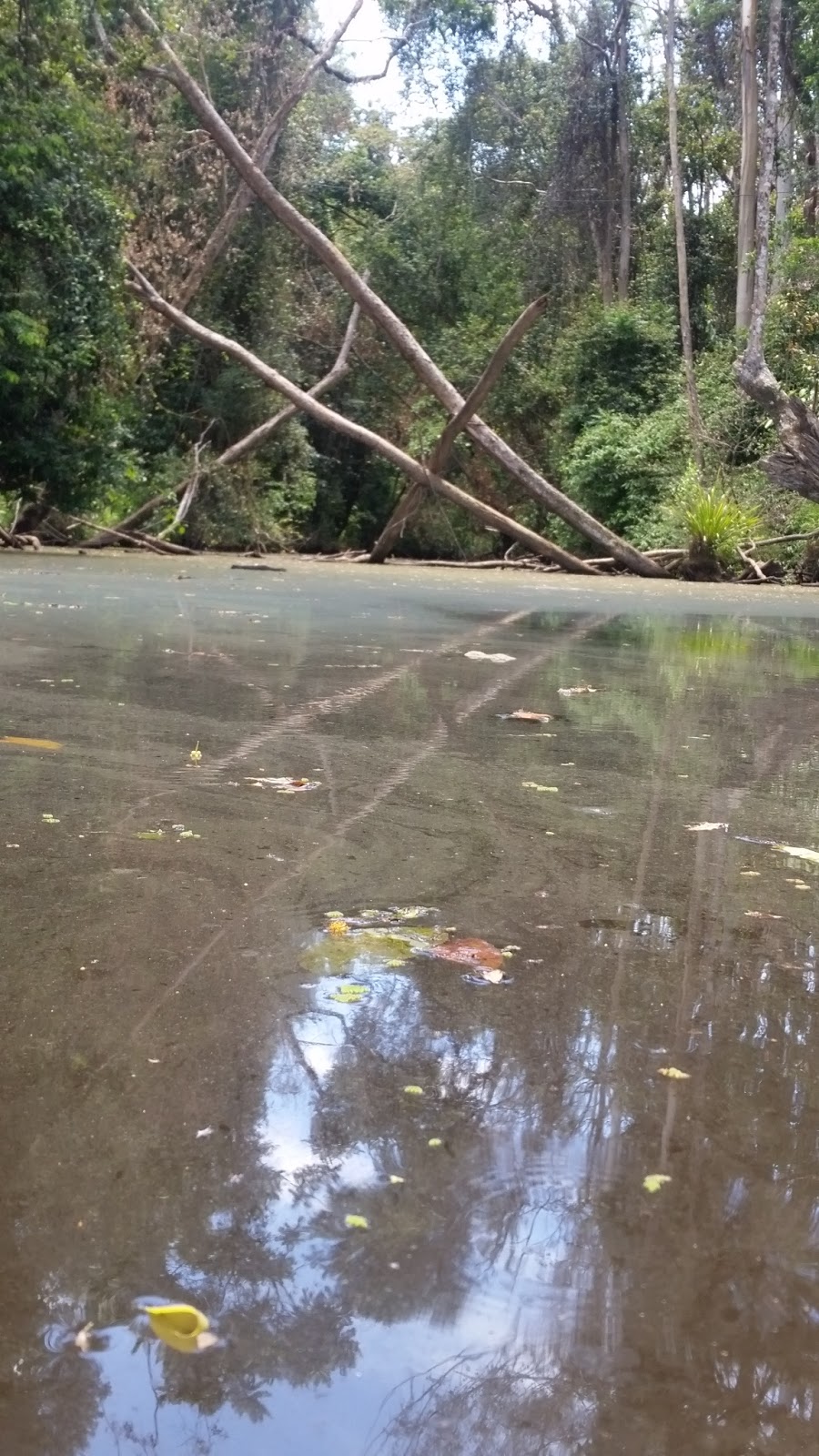 Woondum Conservation Park | Pinbarren QLD 4568, Australia