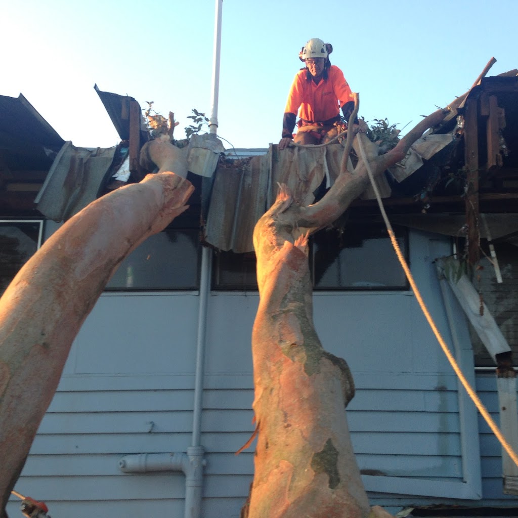 AllRound Tree Services | Whitepatch Esplanard, Bribie Island QLD 4507, Australia | Phone: 0476 377 995