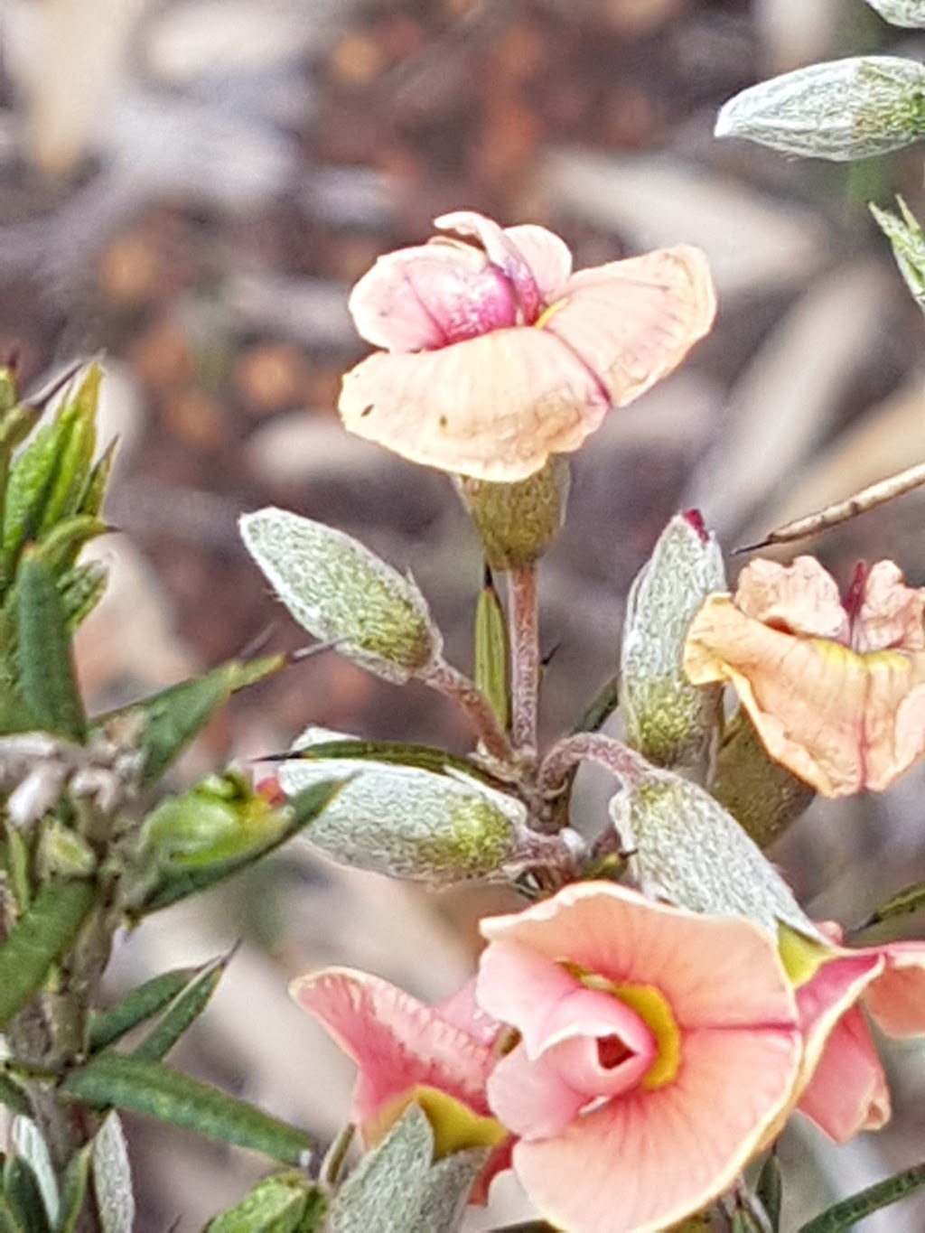 Drummond Nature Reserve | park | Wattening WA 6568, Australia