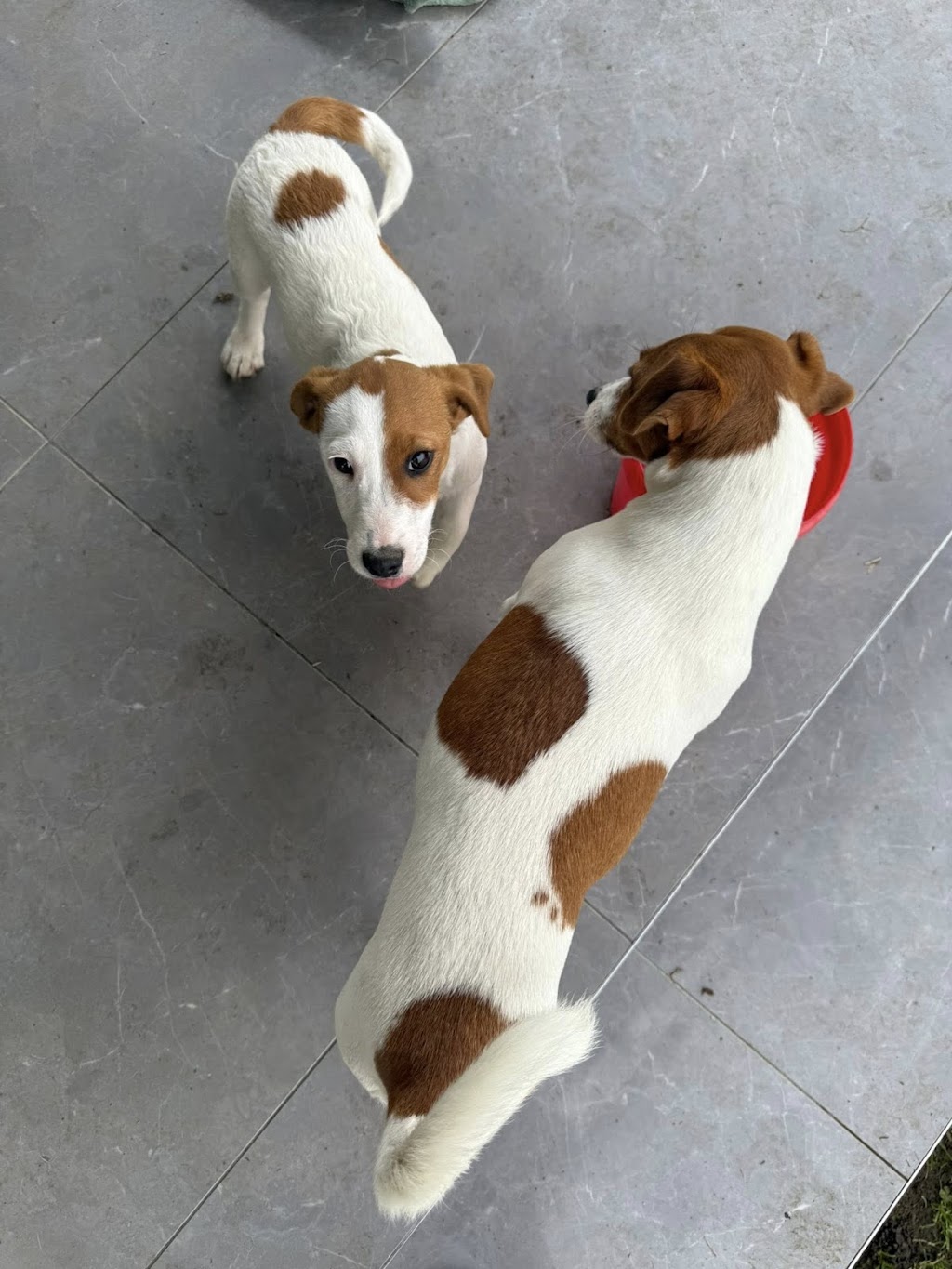 Trained Jack Rusell Terrier Pups | Kodi Cl, Old Bar NSW 2430, Australia | Phone: 0489 995 807