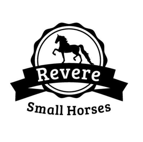 Revere Small Horses | 8 Walton Rd, Beerwah QLD 4519, Australia | Phone: 0405 123 093