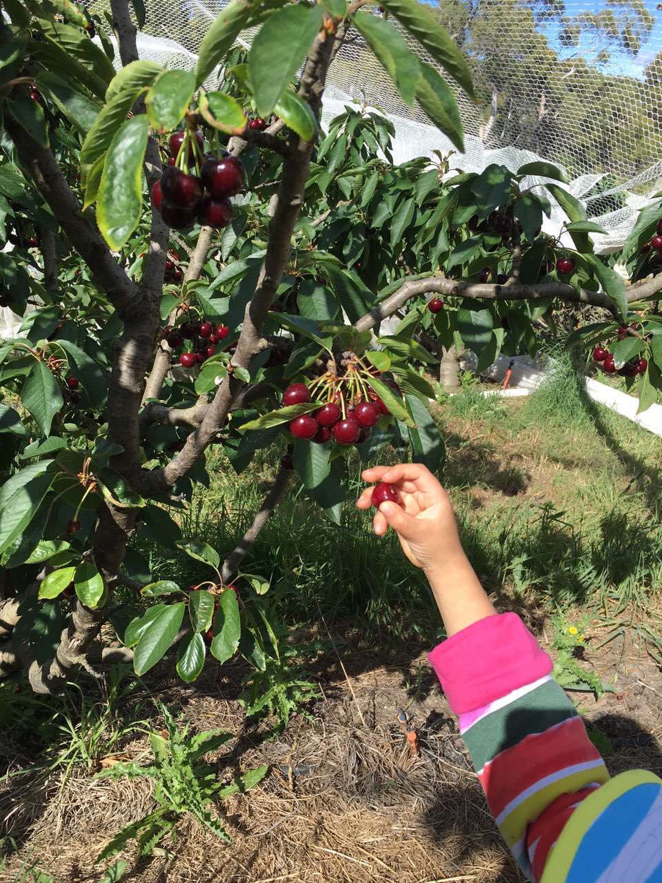 Harben Vale Pick Your Own Cherries | 34 Altmanns Rd, Balhannah SA 5242, Australia | Phone: 0439 001 962