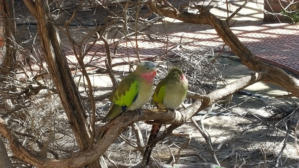 Rainbow Jungle | zoo | Red Bluff Rd, Kalbarri WA 6536, Australia | 0899371248 OR +61 8 9937 1248