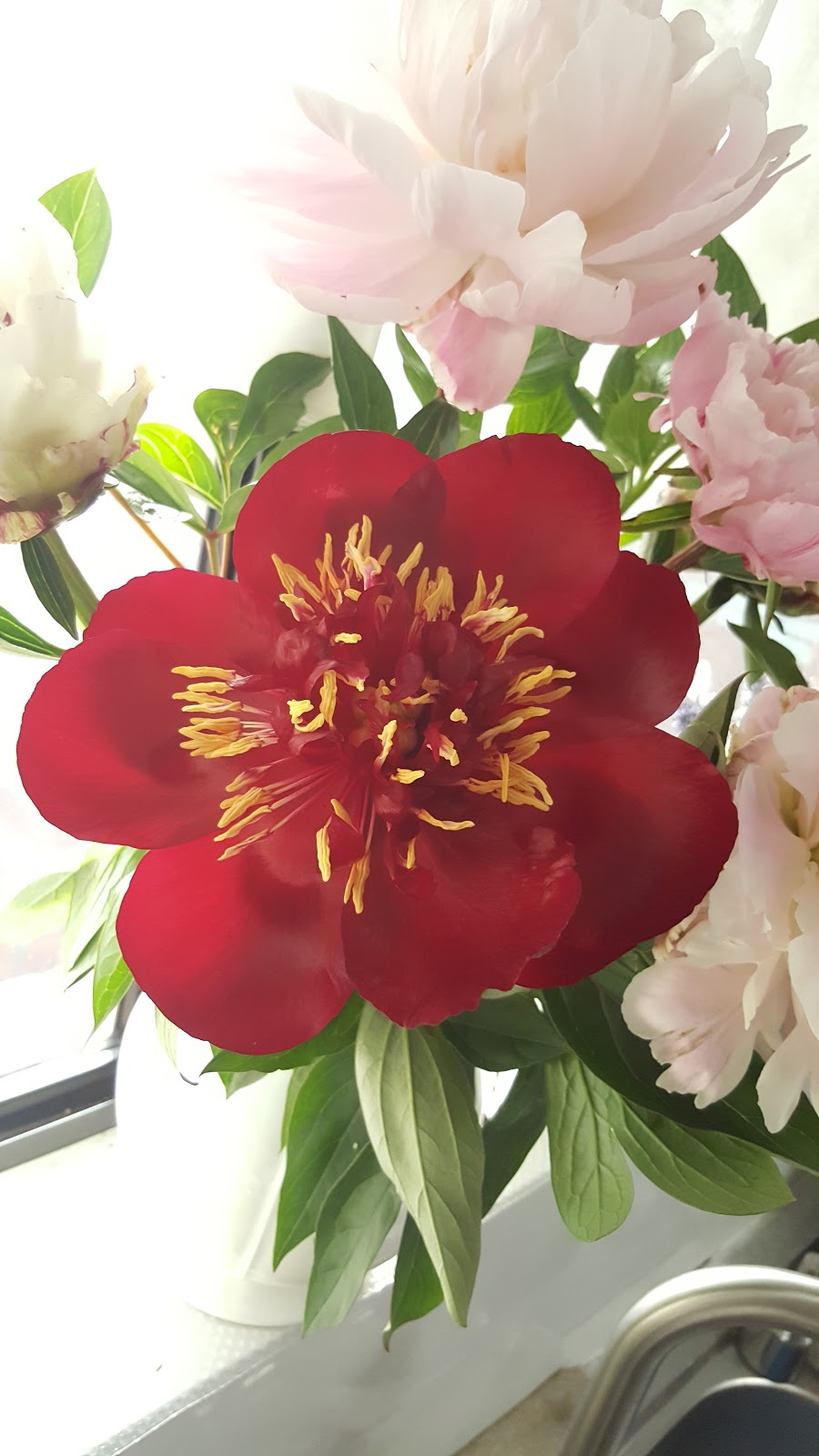 Peonies of Romswood | florist | 155 Cherokee Rd, Kerrie VIC 3434, Australia | 0354270260 OR +61 3 5427 0260