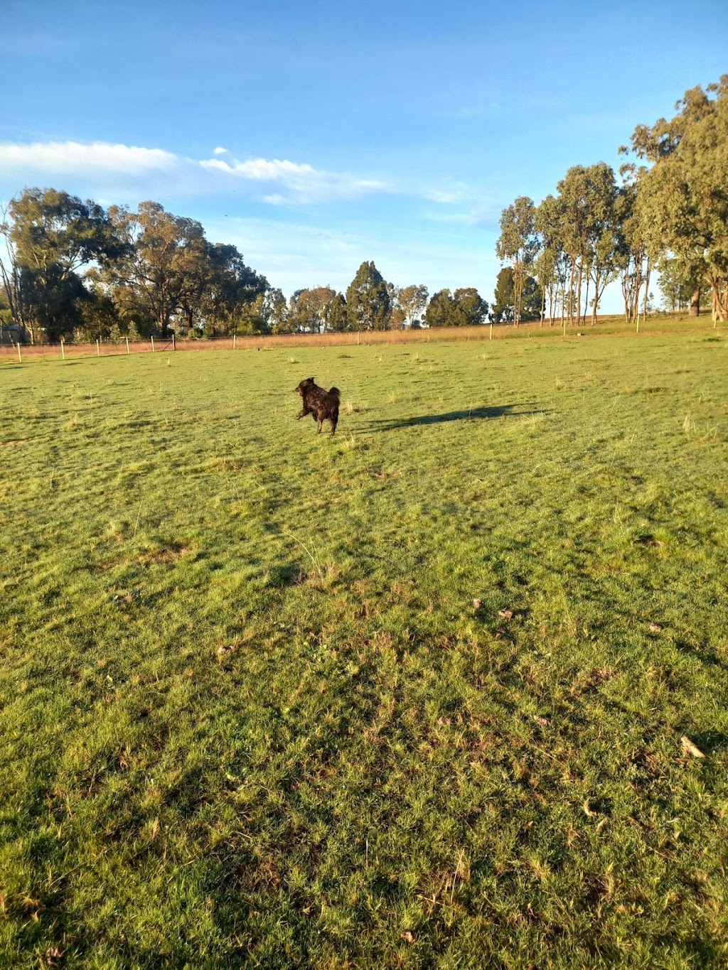 One on one Dog Boarding | Greenwood Rd, Gerogery NSW 2642, Australia | Phone: 0423 154 463