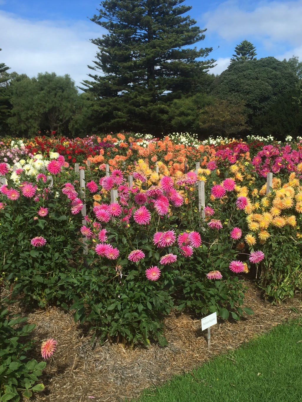 Portland Botanical Gardens | park | Portland VIC 3305, Australia | 0355222200 OR +61 3 5522 2200